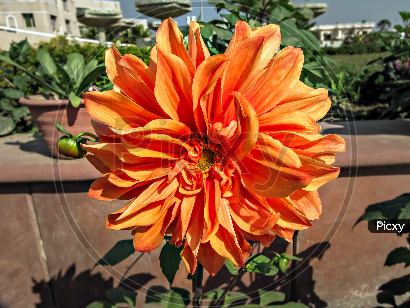 Selective Focus, Blur Background, Close Up Of Bright Orange Dahlia Flower In Park.