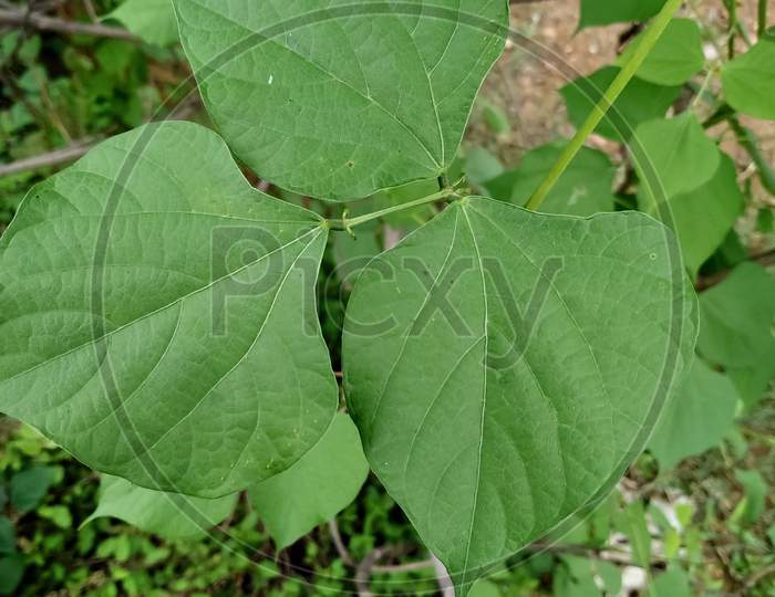 Leaves of bush beans (Phaseolus vulgaris) in a field.