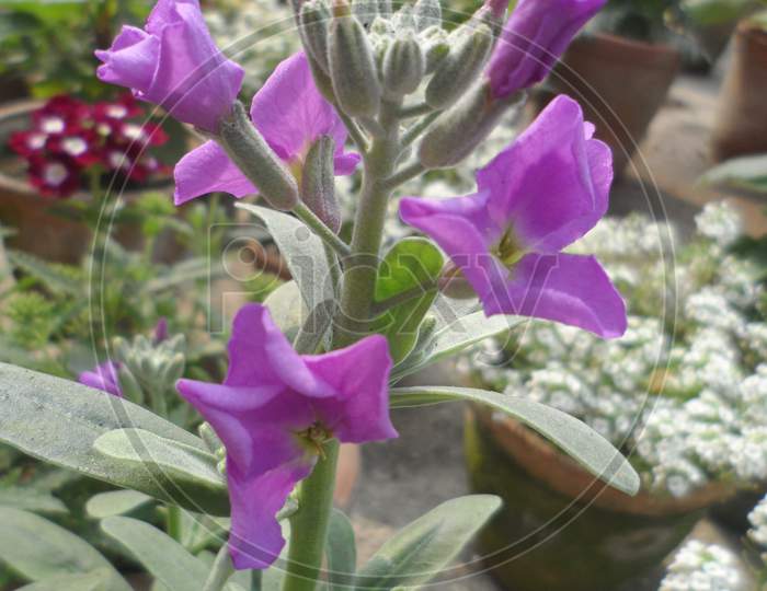 Violet beautiful flower of garden.