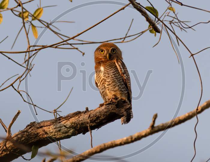 Jungle Owlet Perched On A Branch