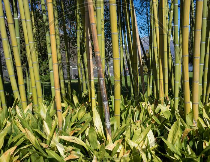 Italy, Bellagio, Lake Como, A Row Of Palm And Bamboo  Trees