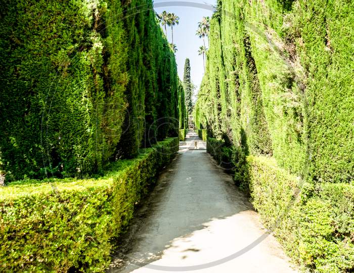 Spain, Seville, Road Amidst Trees And Plants Against Sky