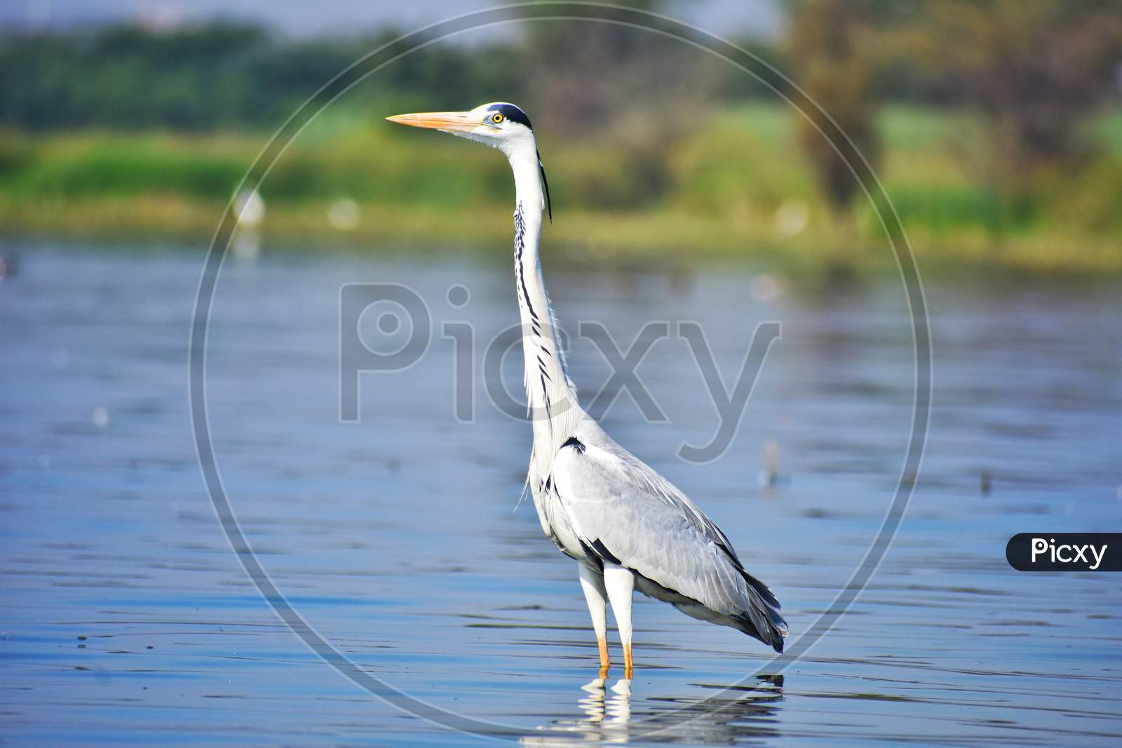 Grey heron standing in lake water with reflection