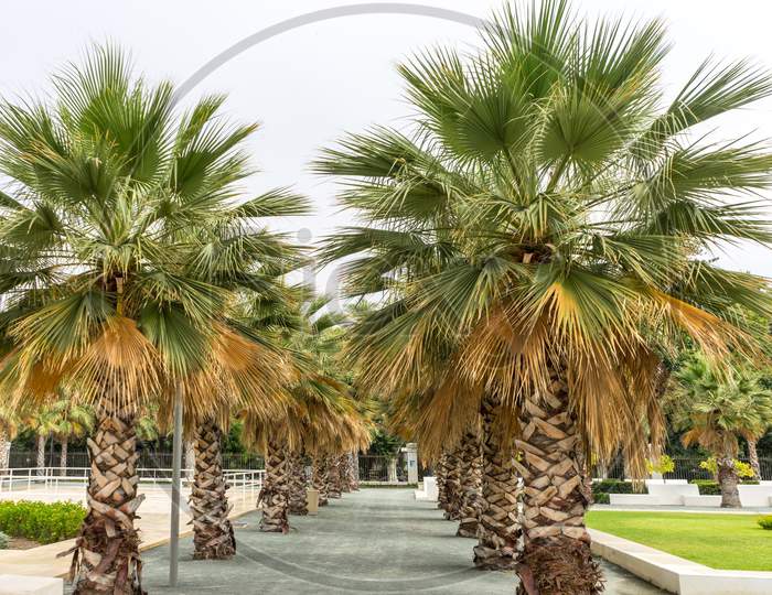 Palm Trees Along The Malagueta Beach In Malaga, Spain, Europe