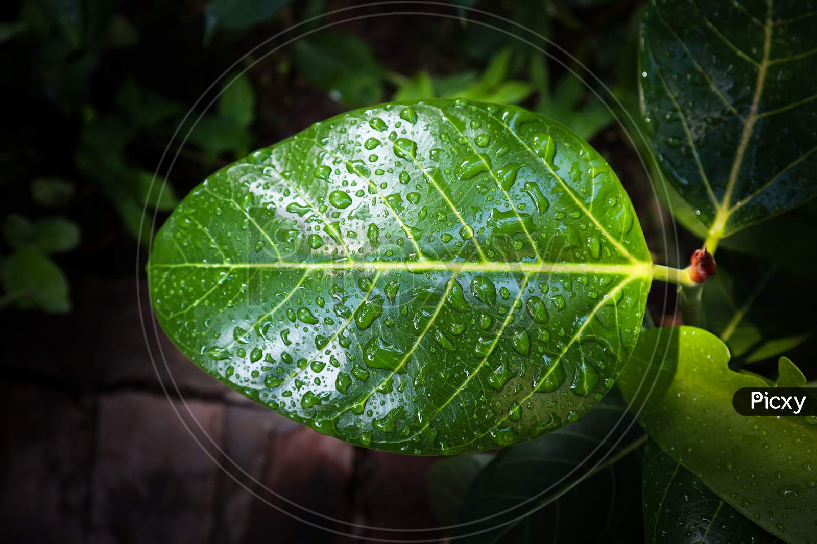 Rain Water Droplets On Green Leaf. Sparkling Drops From Sun Light. Beautiful Leaf Texture In Nature. Raining Outdoors. Big Foliage In Rain Forest. Nature Background.