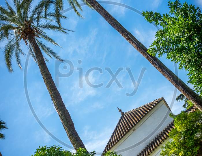 Tall Palm Trees Overlooking A White Building With A Blue Sky Background In Seville, Spain, Europe