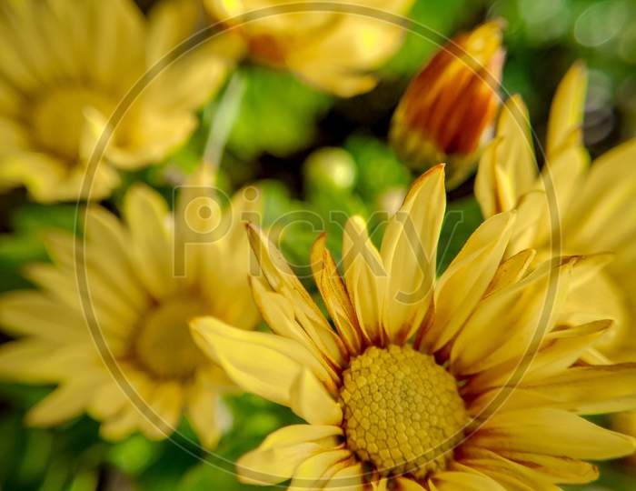 Macro photography of flower