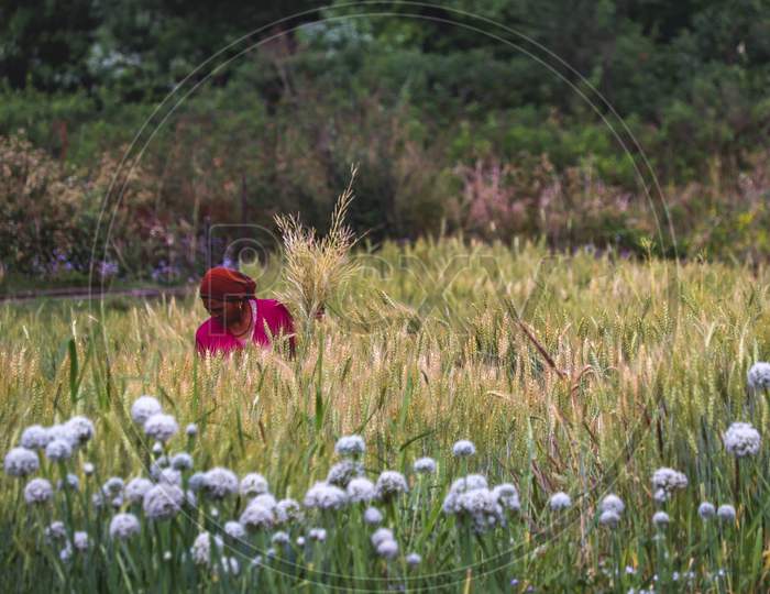 Women farming in a wheat field