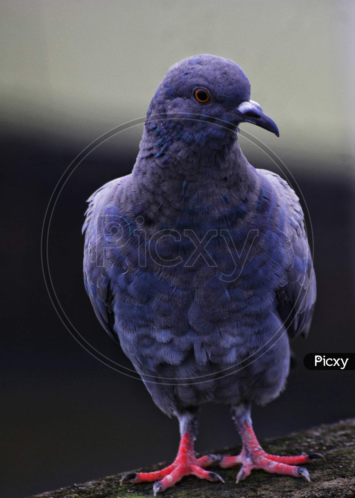Beautiful pigeon