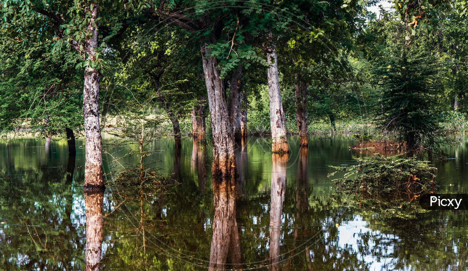 Tree reflation at back water