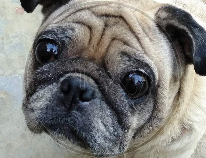 Close Up Pic Of Pug