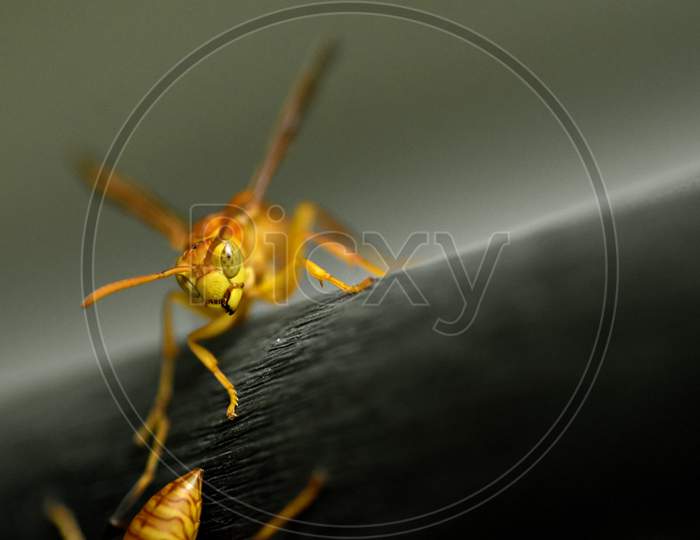 Wasp Bee Portrait macro Photography