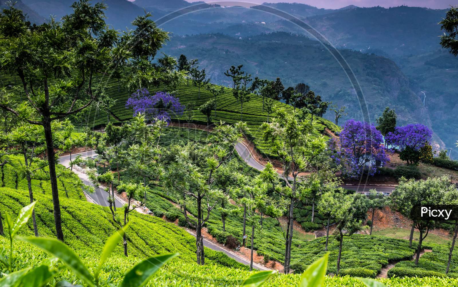 Tea plantation at Nilgiri hills and small zigzag road