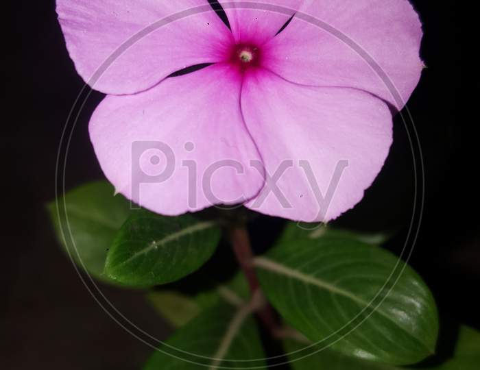 Madagascar Periwinkle flower, beautiful madagascar periwinkle flower night click photo
