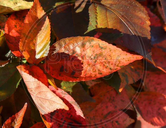 Unique Textured Leaves. Beautiful Red Leaf With Black Spots.