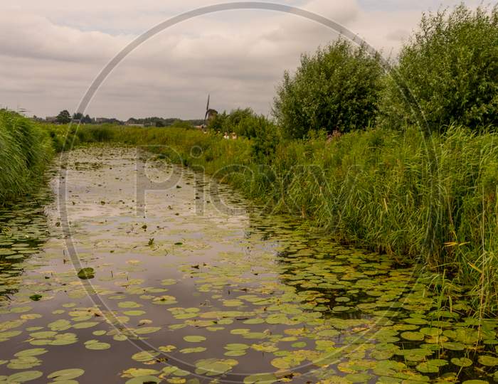 Netherlands, Rotterdam, A Lily Pond