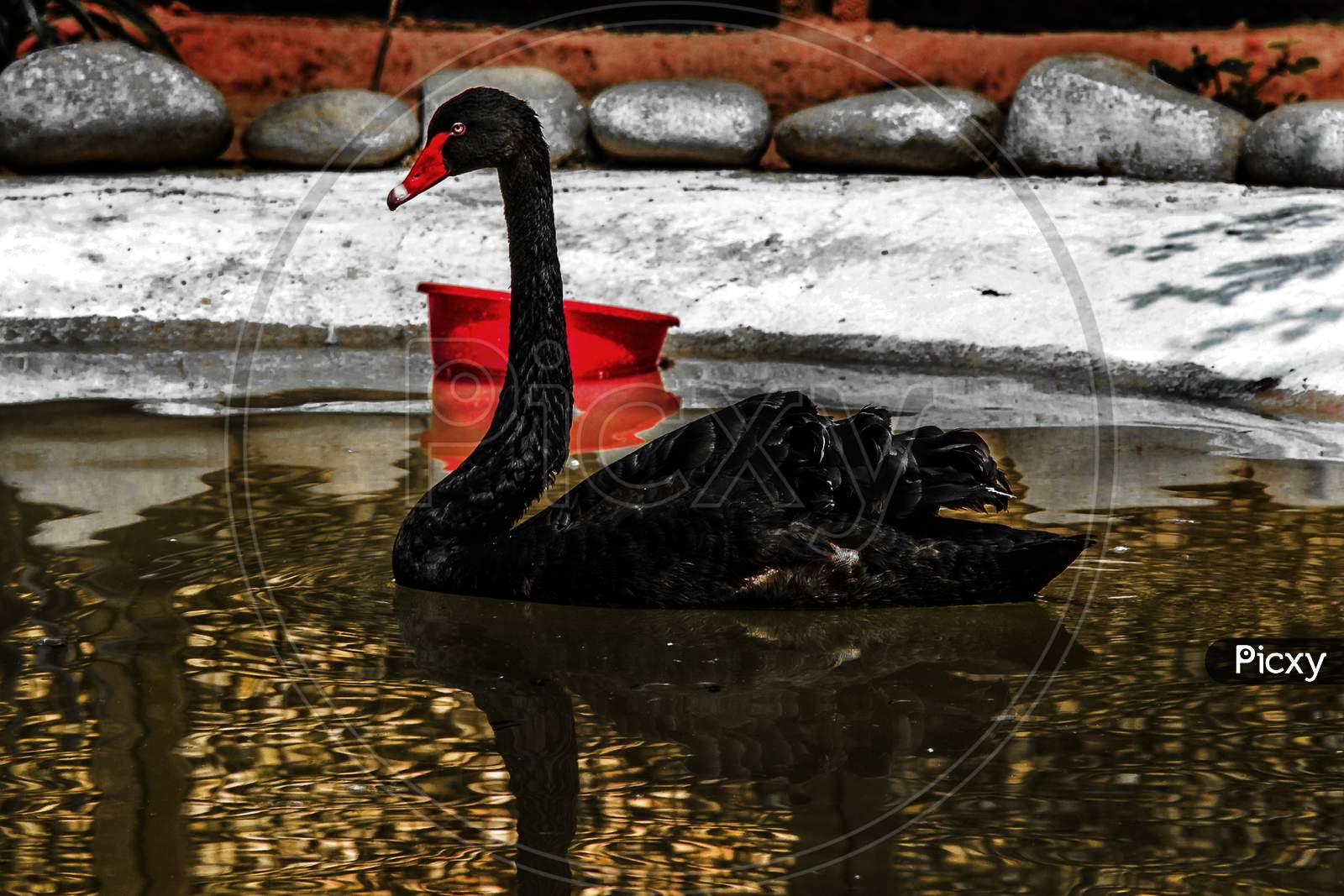 Black Swan in water