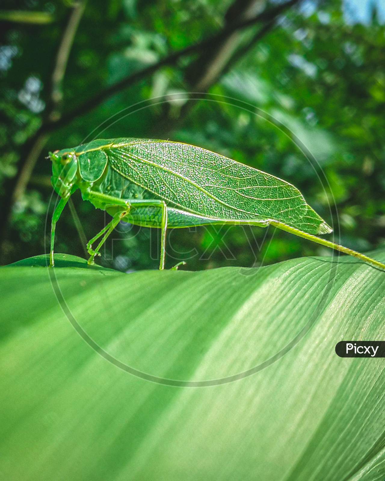 Green bush cricket grasshopper on a large leaf