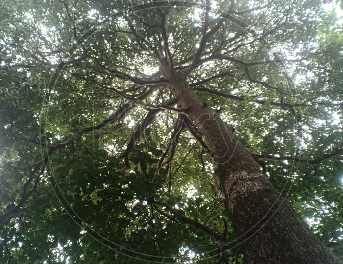 View Of A Large Tree Branch From Bottom