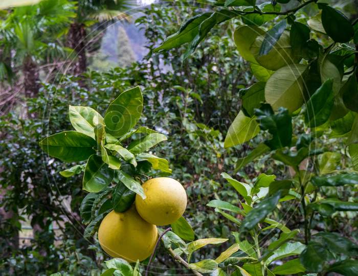 Italy, Varenna, Lake Como, A Lemon Orange Fruit Hanging From A Tree