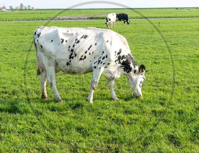 Netherlands,Wetlands,Maarken,Cow Grazing On A Green Field