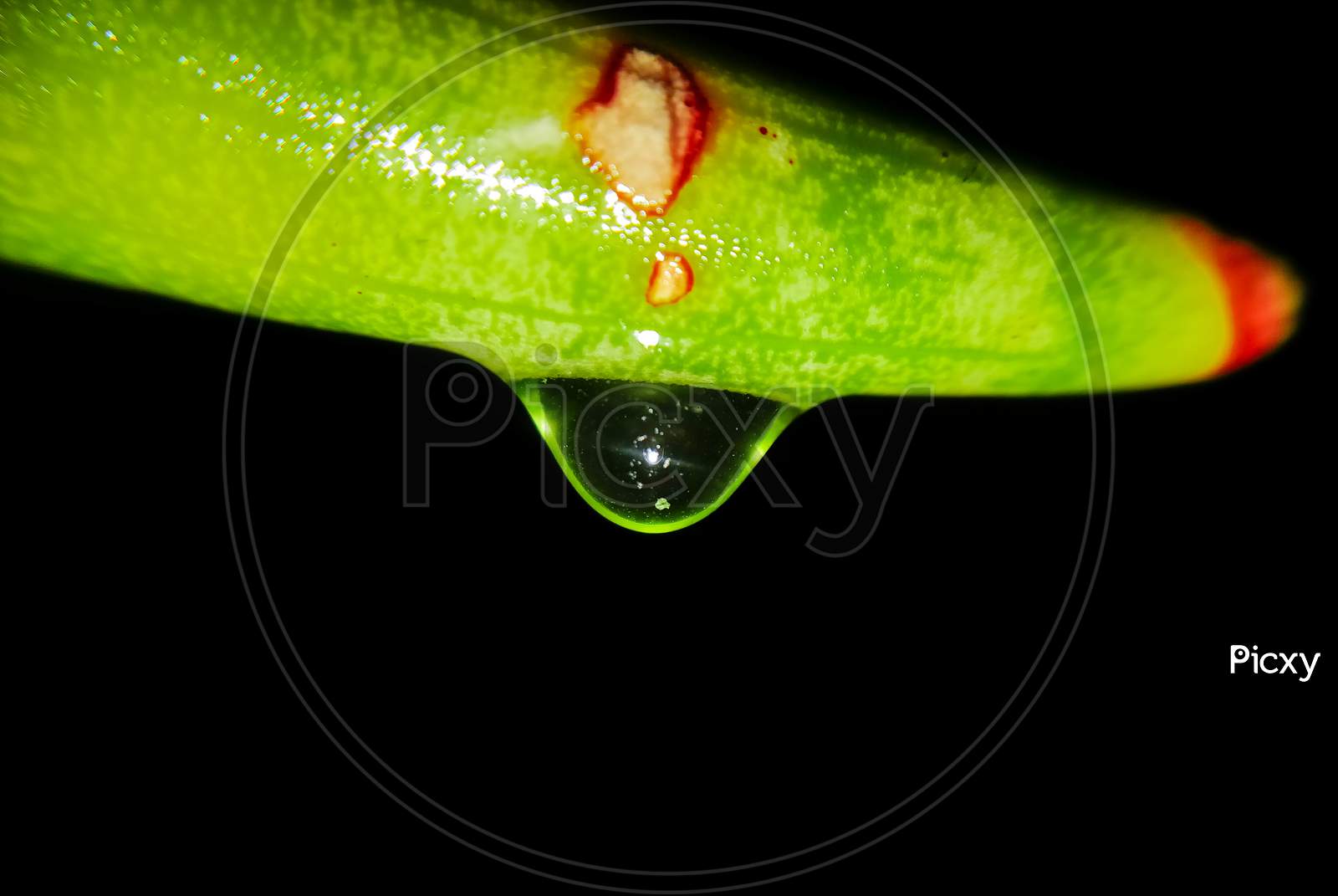 Dripping water drop with black background