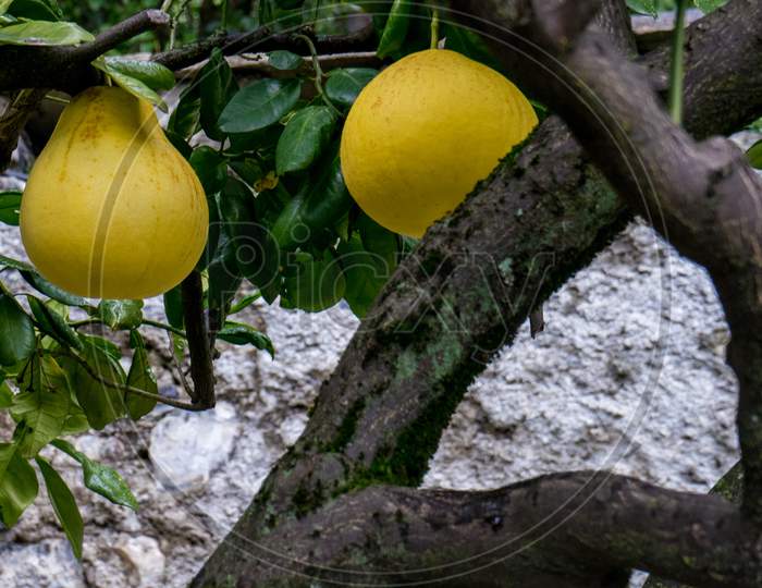 Italy, Varenna, Lake Como, A Lemon Orange Fruit Hanging From A Tree