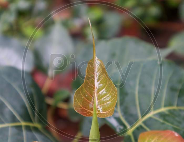 Fresh New Peepal Tree Leaf In Indian. Small Orange Red Leaf.