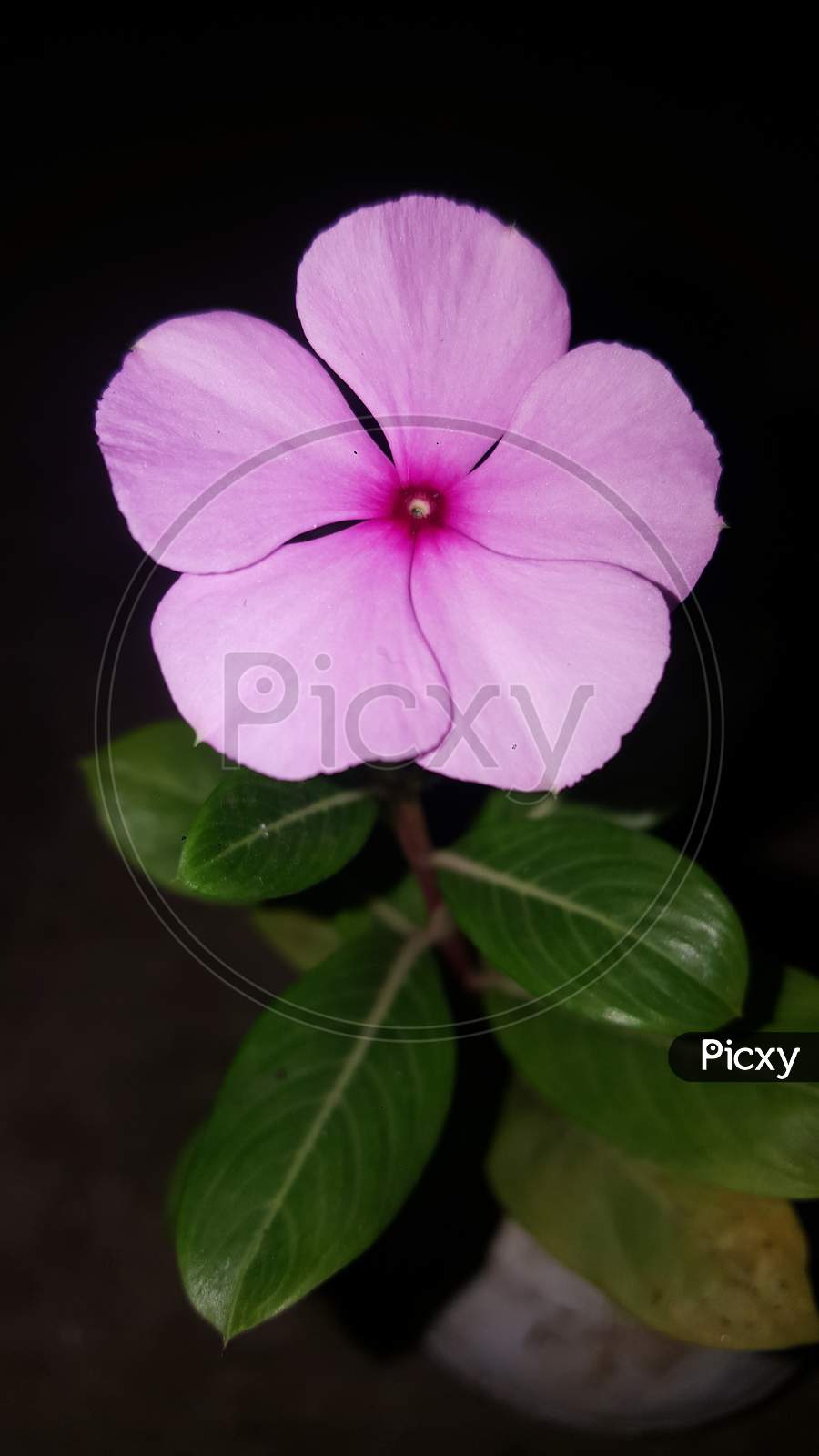 Madagascar Periwinkle flower, beautiful madagascar periwinkle flower night click photo