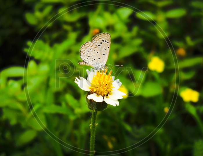Butterfly On The Flower