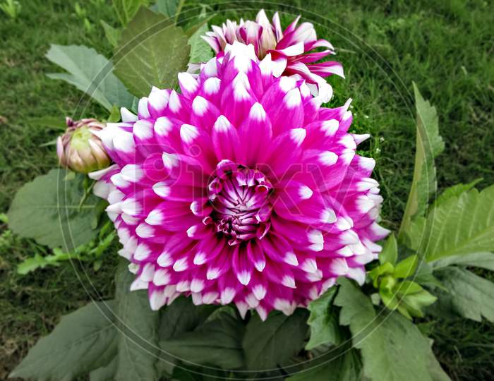 Close Up Image Of White Tipped Pink Dahlia Flower In Park With Green Background.