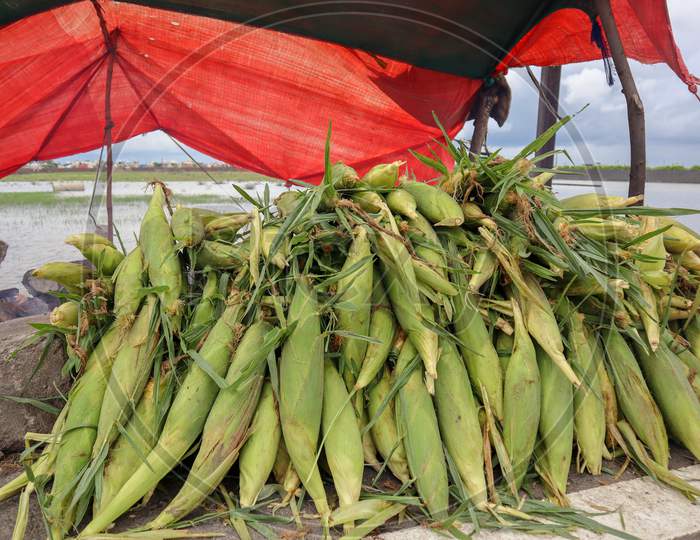 Pile Of Sweet Corn. Roadside Bhutta (Corn) Shop In India.