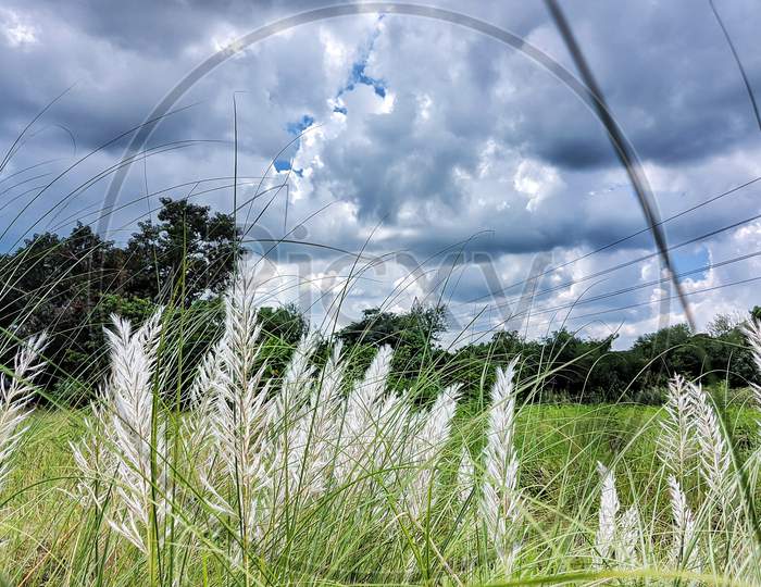Kans Grass before Puja monsoon