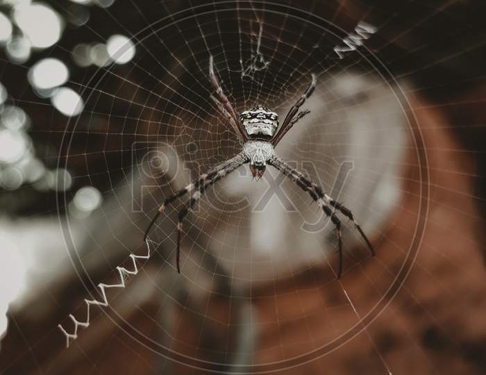 Spider at his net, macro photography
