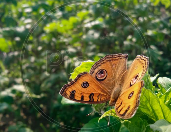 Butterfly on the green leaf
