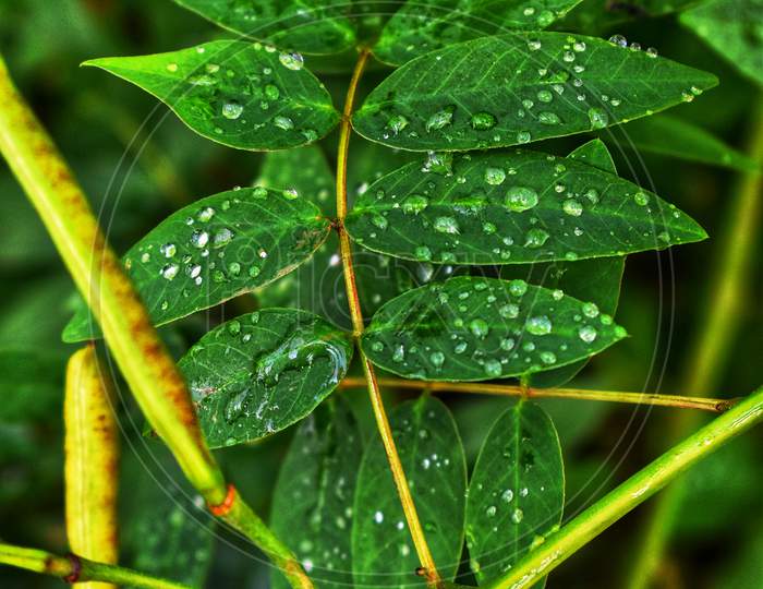 Rain on Leaves. Water on Leaves, Green