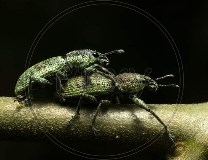 Leaf cutter weevil  pair mating