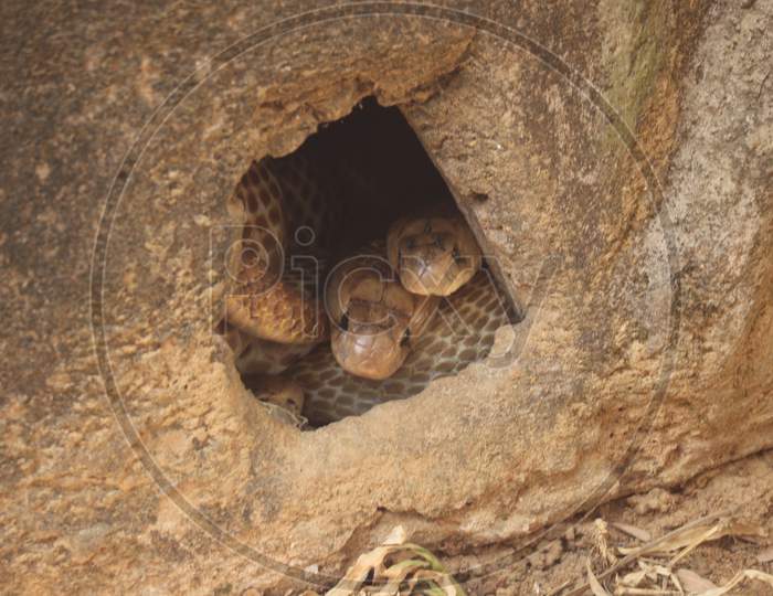Snakes inside tree trunk