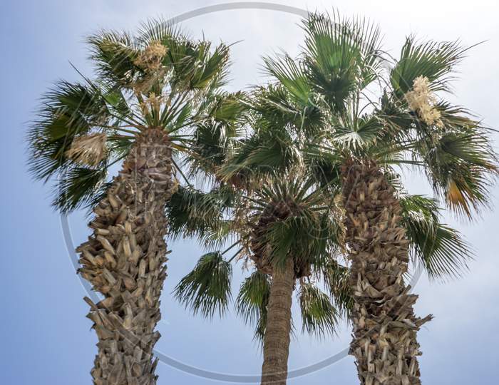 Tall Palm Trees Along The Malagueta Beach In Malaga, Spain, Europe