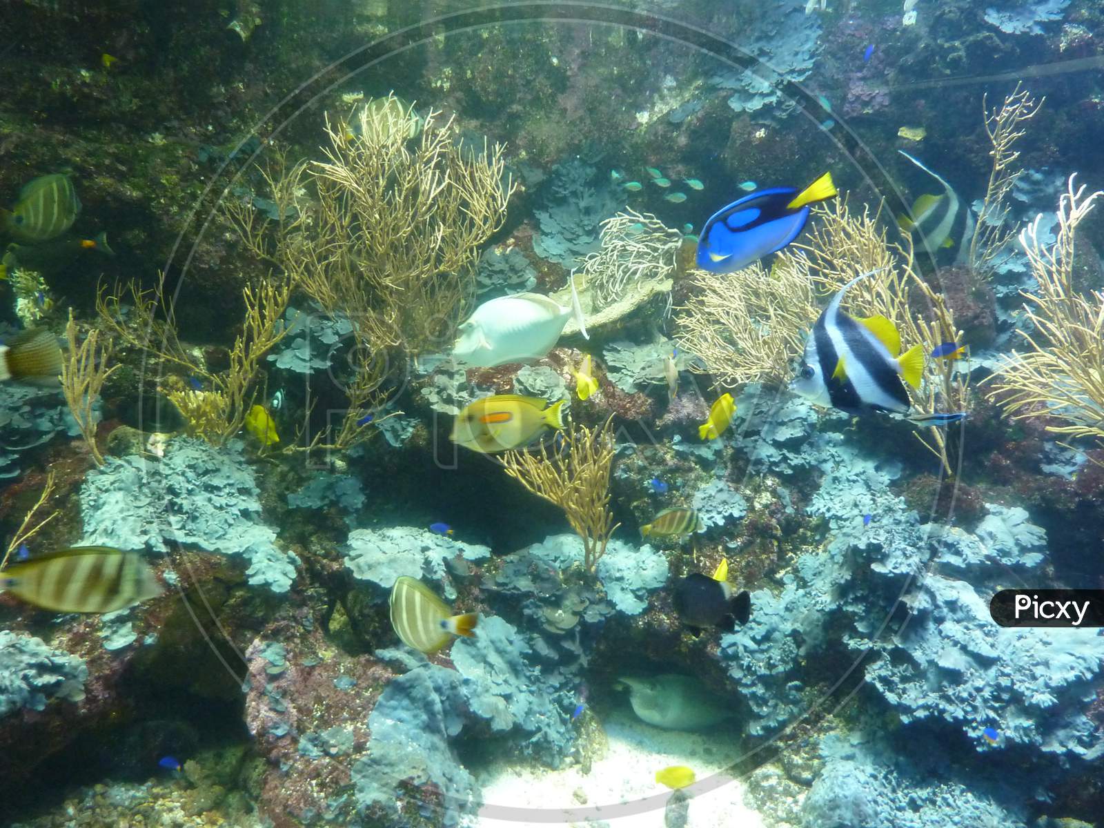Marine Life Park, Sentosa, Singapore