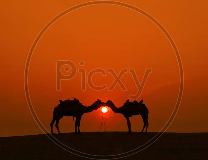 A lovely sunset for two camel