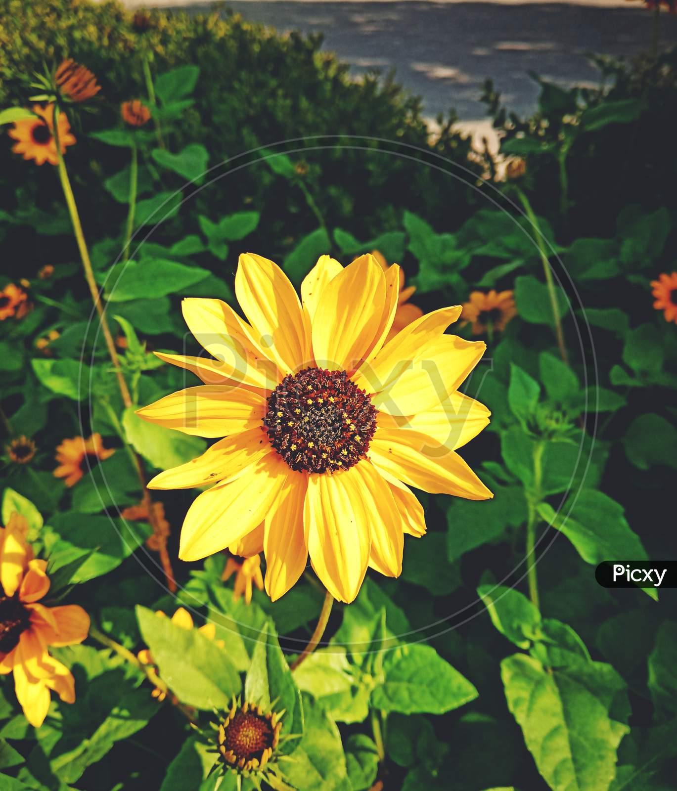 sunflower image, yellow flower, nature
