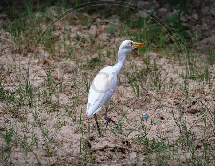 Egret bird walking on ground