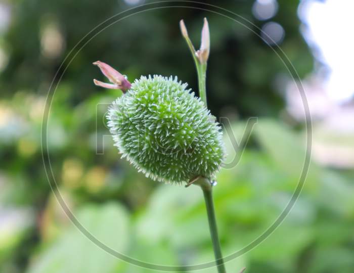 Close Up Of Green Canna Lily Flower Bud. Canna Tuerckheimii Flower Initial Developing Stage With Round Spiky Seed Coat.