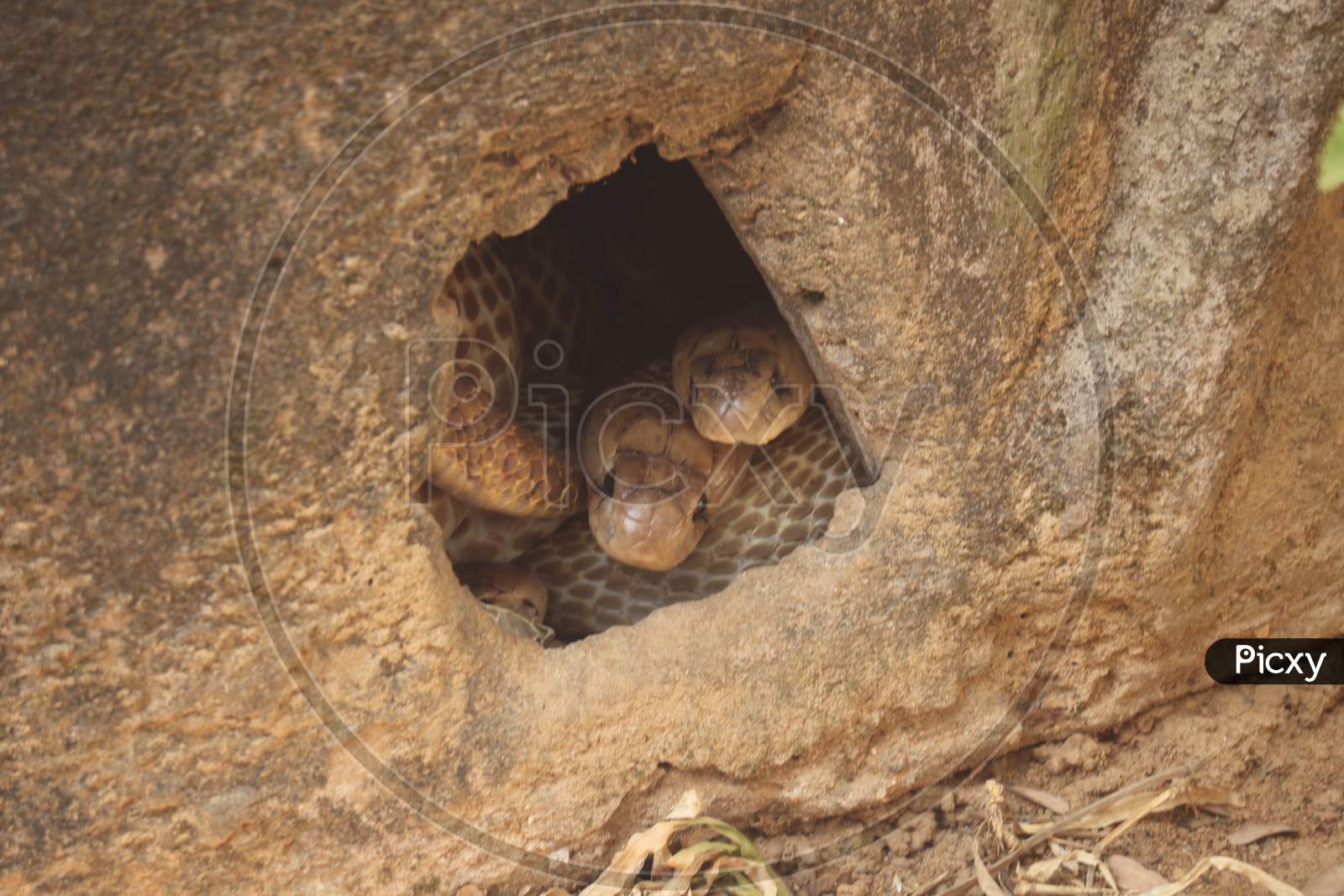 Snakes inside tree trunk