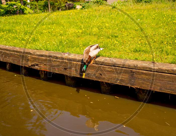 Netherlands, Giethoorn, A Duck About To Jump Into The Water