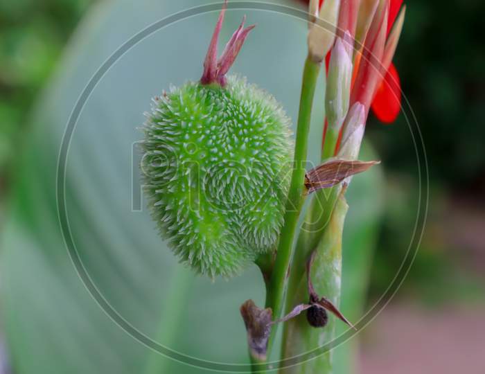 Close Up Of Green Canna Lily Flower Bud. Canna Tuerckheimii Flower Initial Developing Stage With Round Spiky Seed Coat.