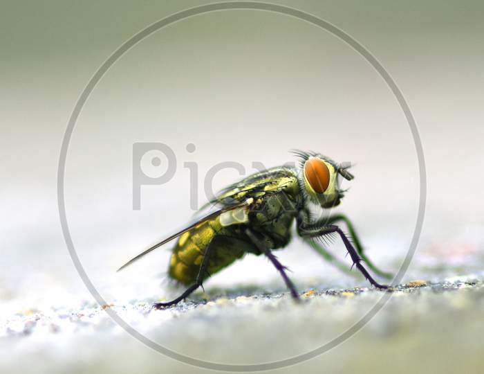 Domestic Fly Macro Photography