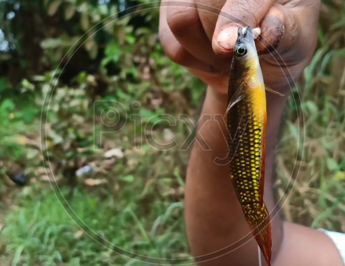 Small Fish Caught On Fishing Tackle