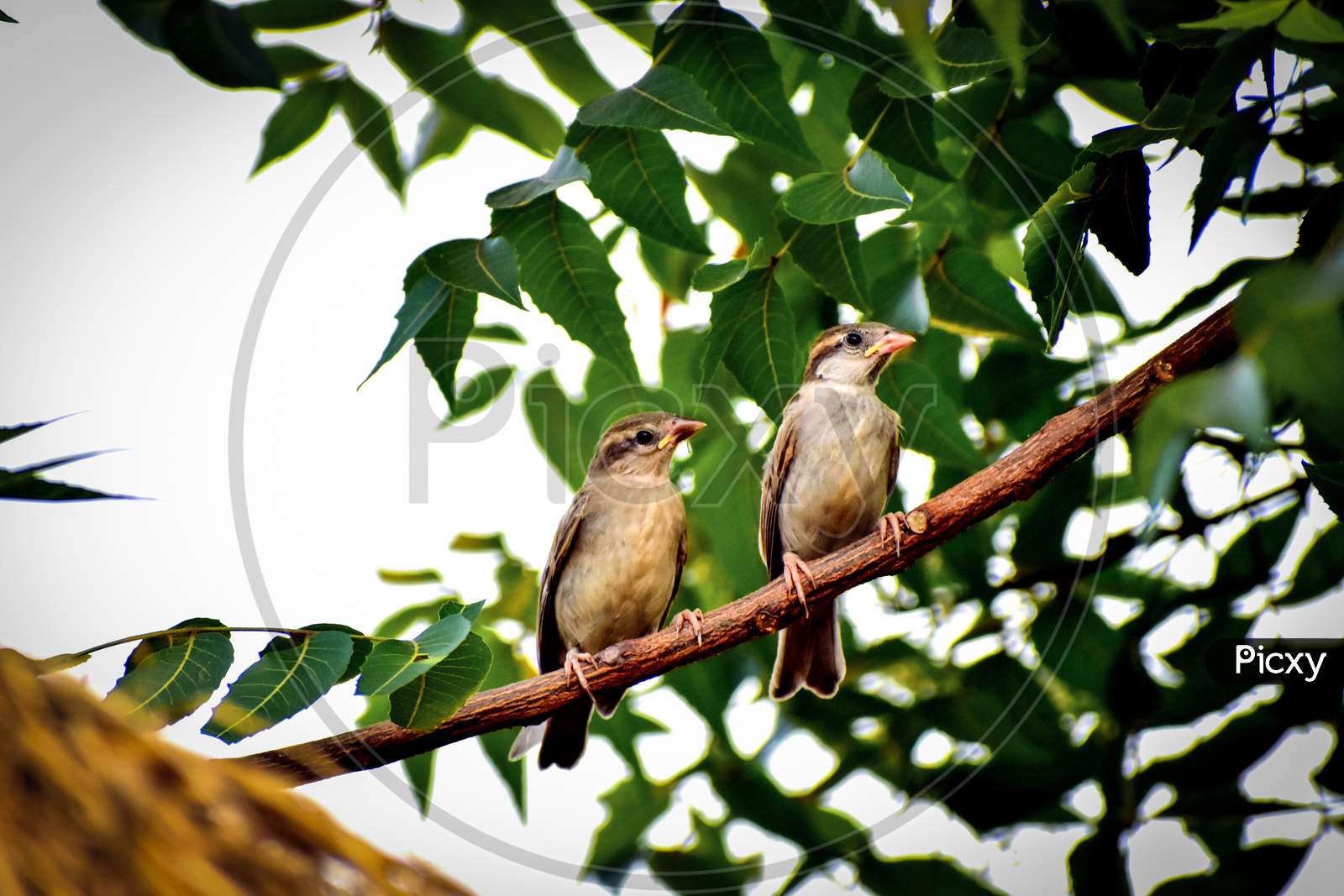 Two sparrows sitting branch looking at something